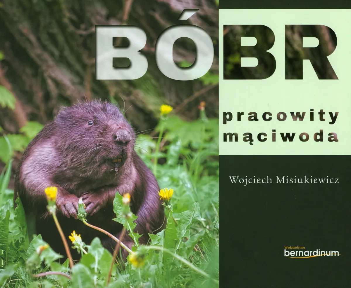 Bóbr pracowity mąciwoda